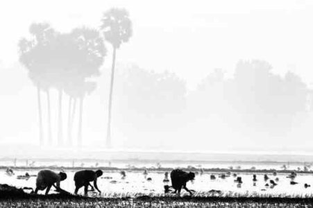 The New Geopolitics of Food Scarcity Image